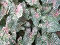 Pink Beauty Caladium / Caladium bicolor 